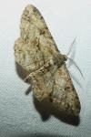 Peribatodes rhomboidaria