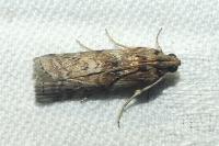 Phycita roborella