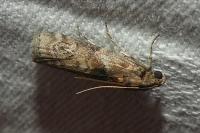 Phycita roborella