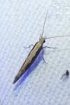 Plutella xylostella