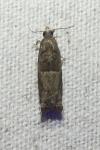 Rhopobota naevana