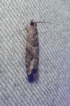 Rhopobota naevana