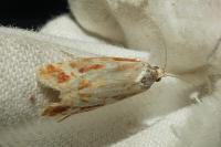 Rhyacionia buoliana/pinicolana