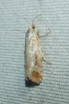 Rhyacionia buoliana/pinicolana
