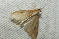 Rivula sericealis