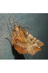Selenia dentaria