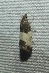 Spilonota ocellana