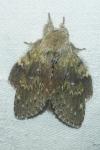 Stauropus fagi