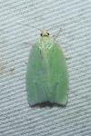 Tortrix viridana
