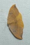 Watsonalla binaria