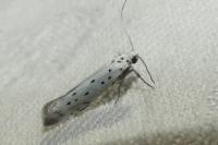 Yponomeuta