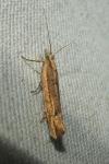 Ypsolopha ustella