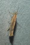 Ypsolopha ustella