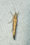 Ypsolopha ustella
