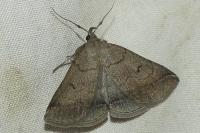 Zanclognatha lunalis