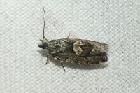 Zeiraphera isertana