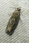 Zeiraphera isertana