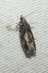 Zeiraphera isertana