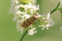 Homoeosoma sinuella