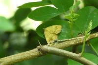 Camptogramma bilineata