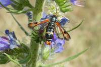 Pyropteron chrysidiforme