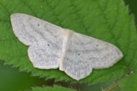 Scopula nigropunctata