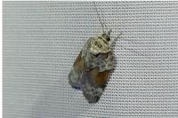 Nycteola siculana