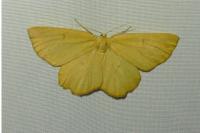 Angerona prunaria