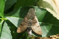 Macroglossum stellatarum