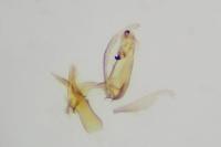 Aproaerema wormiella