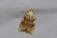 Aleimma loeflingiana