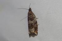Ancylis achatana