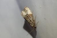 Hedya pruniana