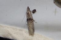 Nephopterix angustella