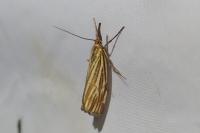 Chrysocramboides craterellus