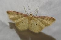 Idaea humiliata