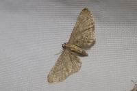 Eupithecia haworthiata