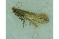 Phyllonorycter salictella