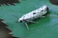 Yponomeuta plumbella
