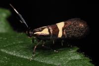Dasycera oliviella