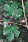 Stigmella aceris