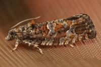 Eudemis profundana
