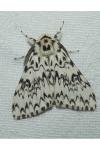 Lymantria monacha