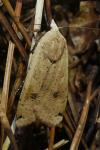 Noctua pronuba