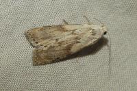 Aphomia sociella