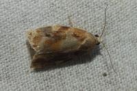 Archips xylosteana