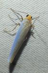 Eilema caniola