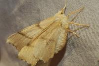 Ennomos erosaria