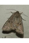 Fissipunctia ypsillon