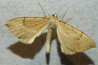 Gandaritis pyraliata